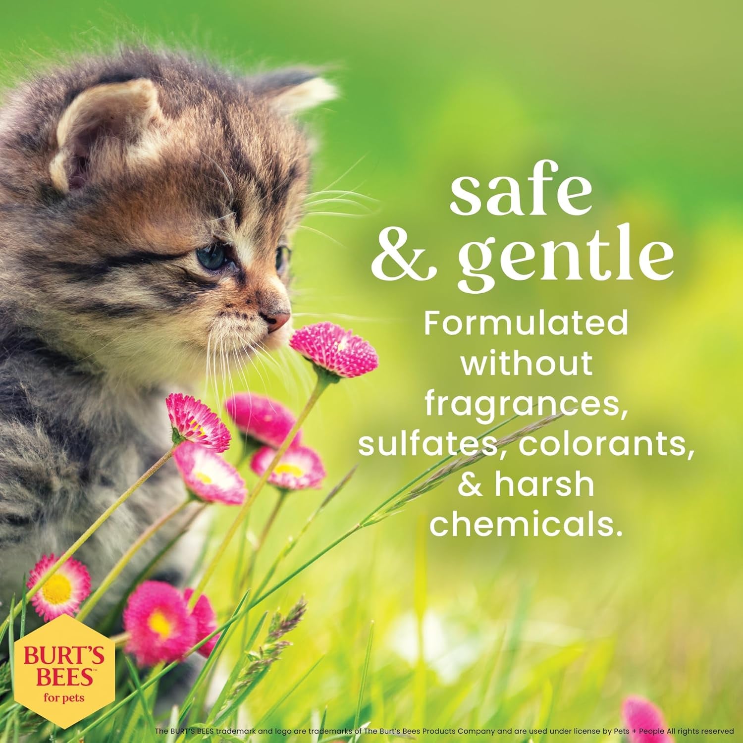 Tearless Kitten Shampoo with Buttermilk, 99.3% Natural Origin Formulas, Pet Shampoo for Cats, Gentle Cat Shampoo, Cat Shampoo for Itchy Skin, 10 Oz