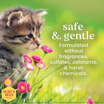 Tearless Kitten Shampoo with Buttermilk, 99.3% Natural Origin Formulas, Pet Shampoo for Cats, Gentle Cat Shampoo, Cat Shampoo for Itchy Skin, 10 Oz