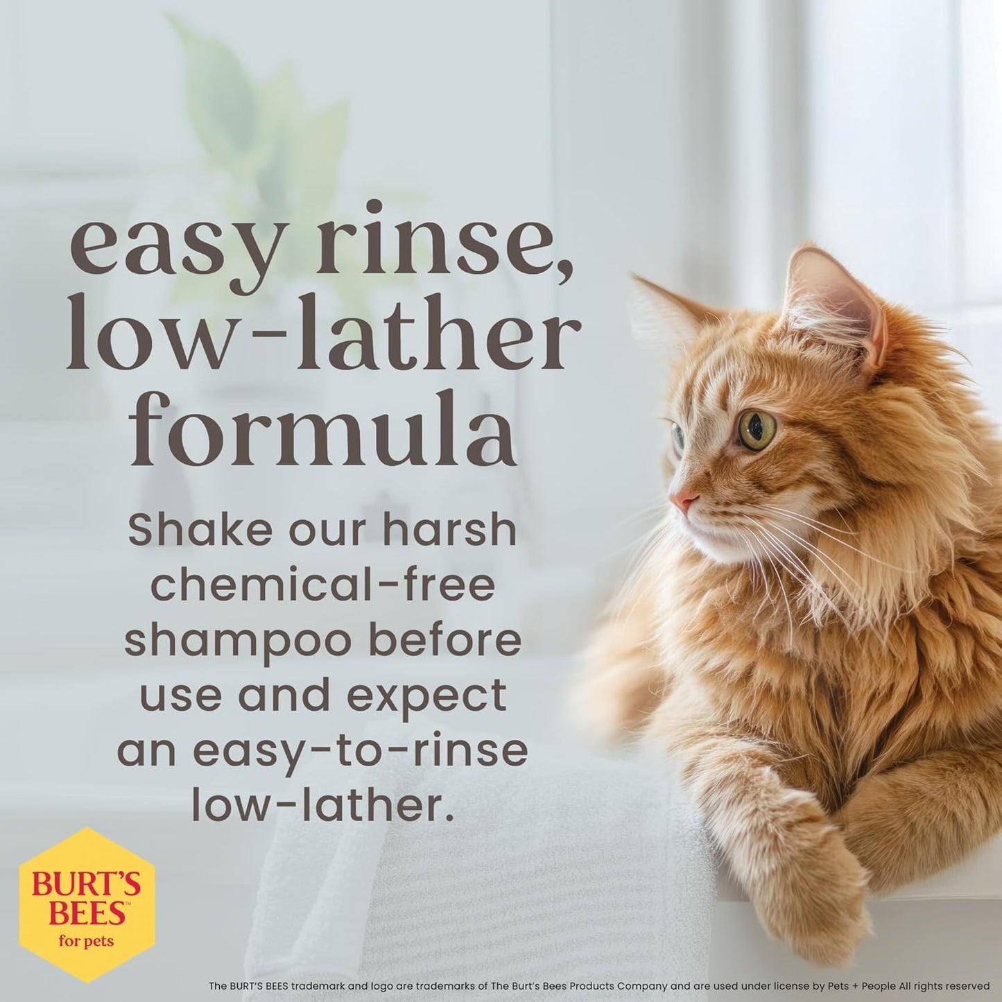 Tearless Kitten Shampoo with Buttermilk, 99.3% Natural Origin Formulas, Pet Shampoo for Cats, Gentle Cat Shampoo, Cat Shampoo for Itchy Skin, 10 Oz
